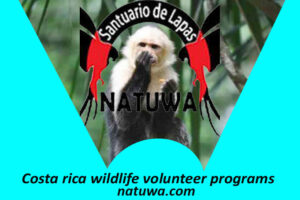 Costa Rica Wildlife Volunteer Programs For Preserving Endangered Species