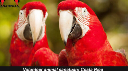 Many Benefits of Joining a Volunteer Program for Wildlife Sanctuary Costa Rica