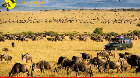 How To Plan Amboseli National Park Tours: Three Simple Steps