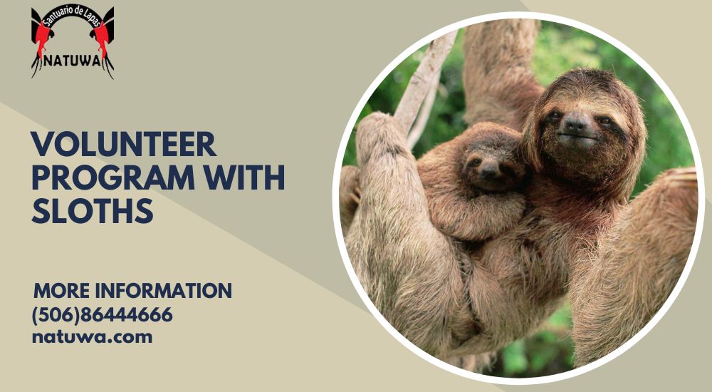 Volunteering with Sloths in Costa Rica: A Guide to an Unforgettable Experience