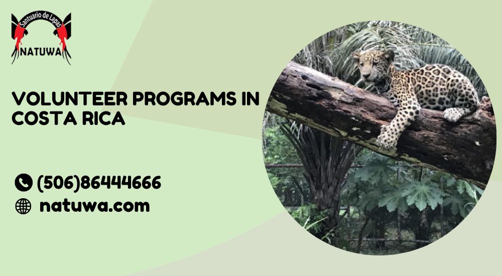 Explore the Best Volunteer Programs in Costa Rica: Make a Difference with Sloths